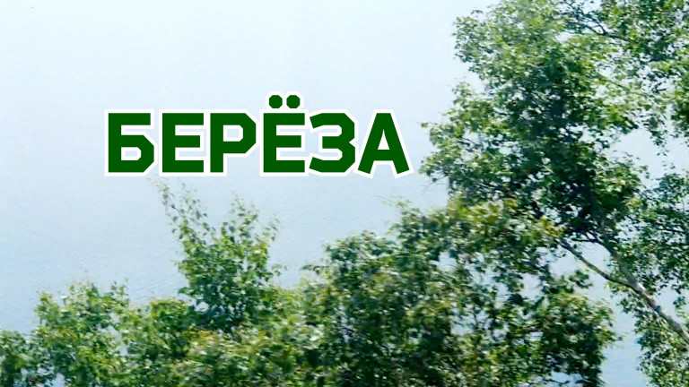 Берёза