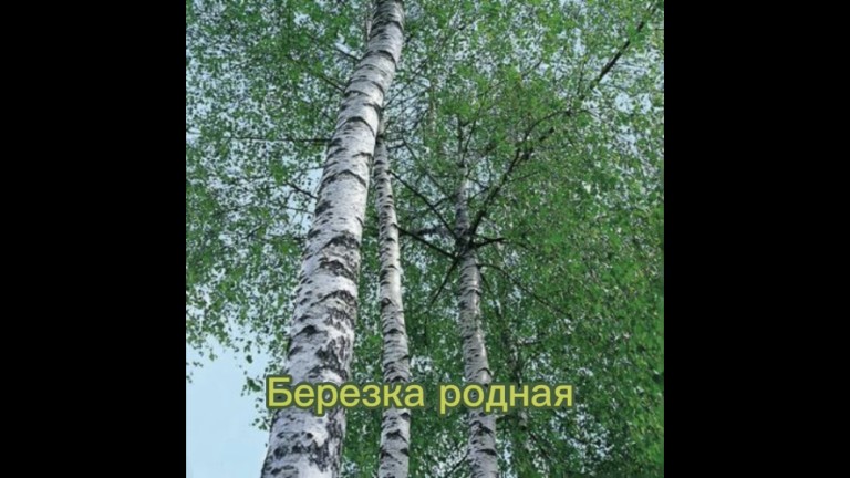 Березка родная