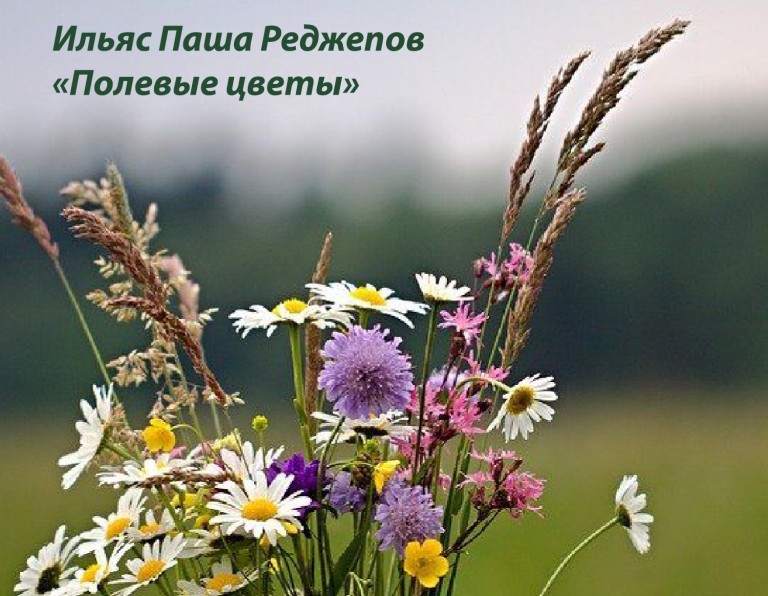 Полевые цветы