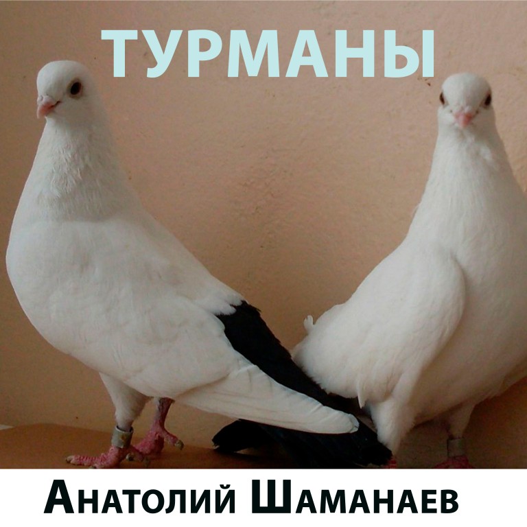 Турманы