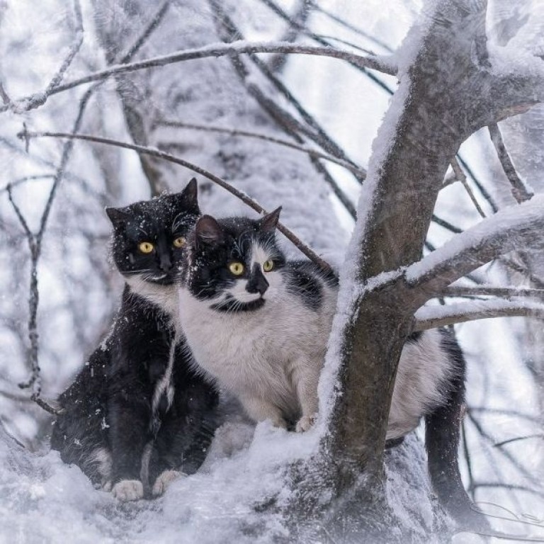 Кот на клавишах.