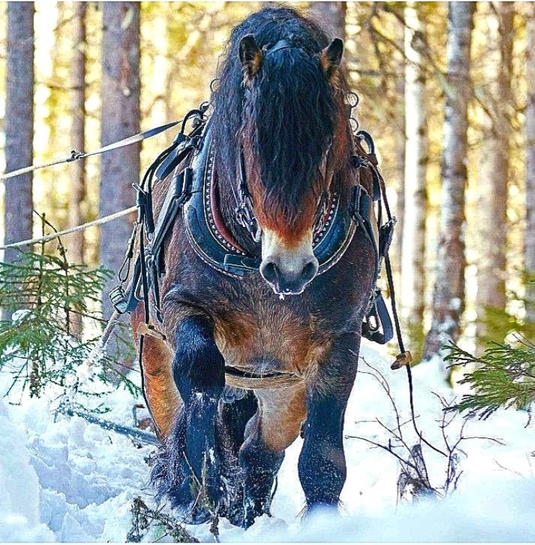 Путь по снегу