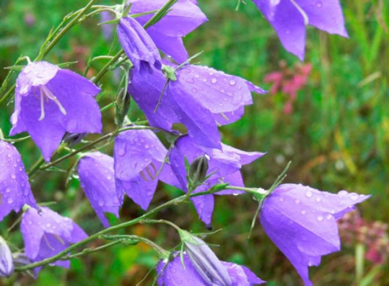 Колокольчики