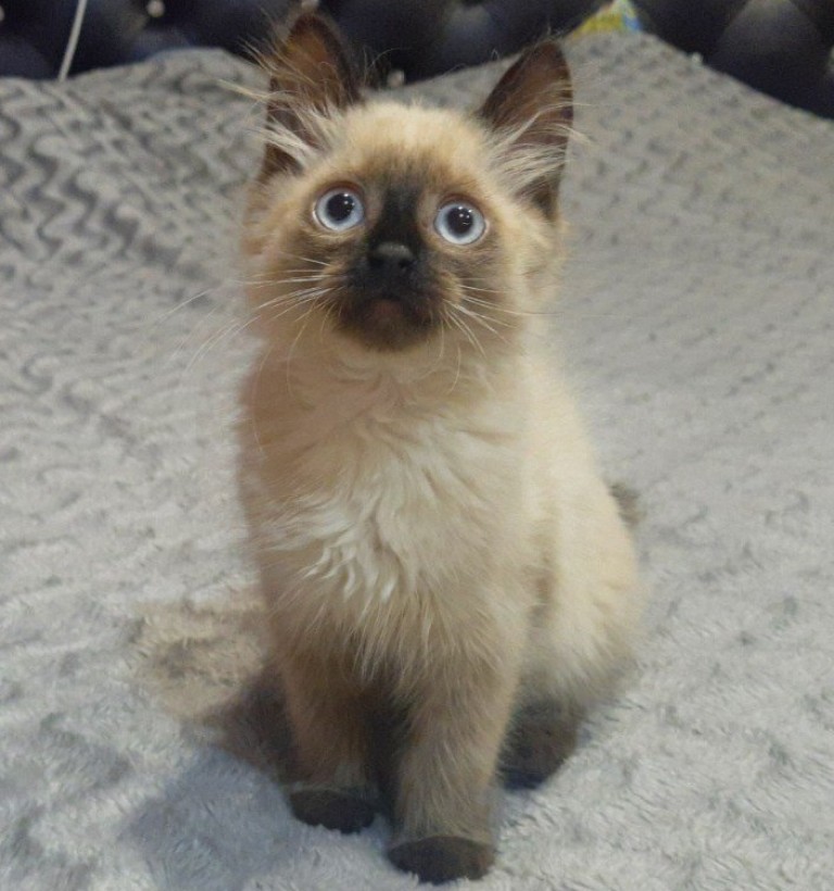 Песня "Кошка". Автор слов - Алёна Леухина, музыка и идея - Иван Леухин