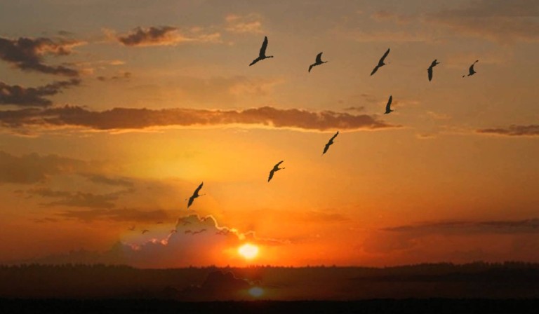 Караванами