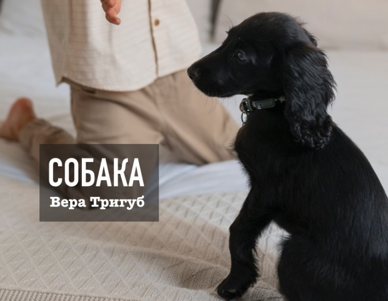 Собака