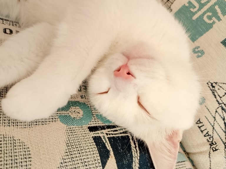 ТЁПЛЫЕ КОТЫ