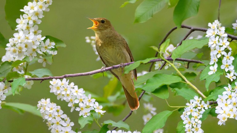 "Поет соловей"