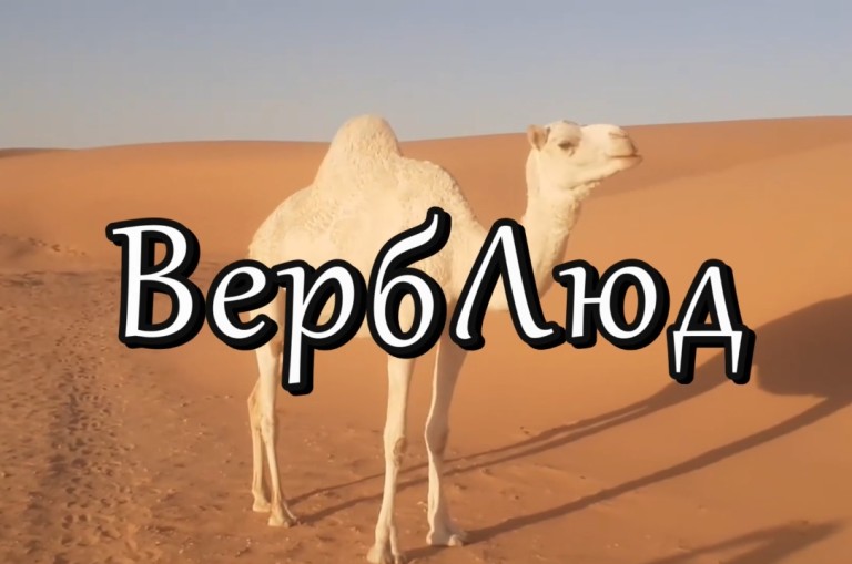 ВербЛюд