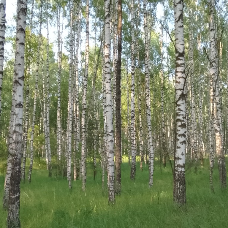 аборигенс - Патриот Планеты Земля