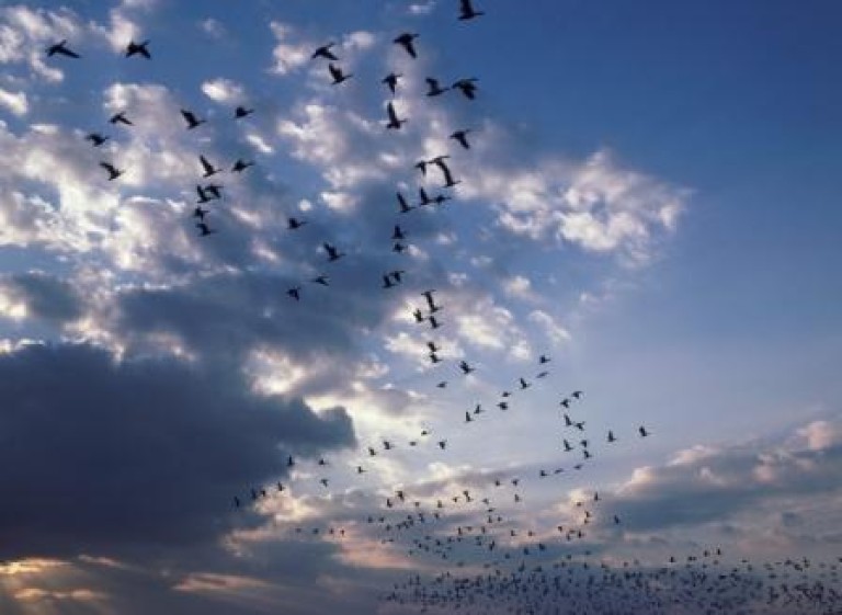КАРАВАНОМ КРУЖАТЬСЯ ПТИЦЫ...
