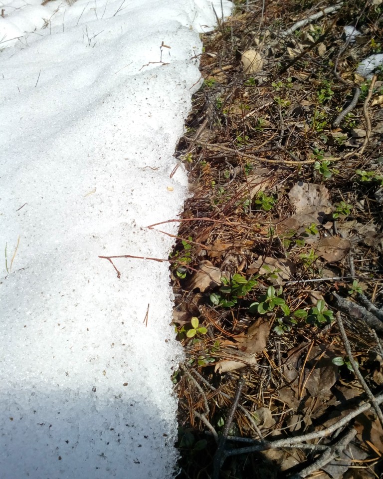 Мать-земля (воскрешение)