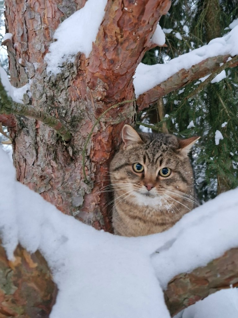 КОШАЧЬЕ ЗИМНЕ-ГОЛОДНОЕ