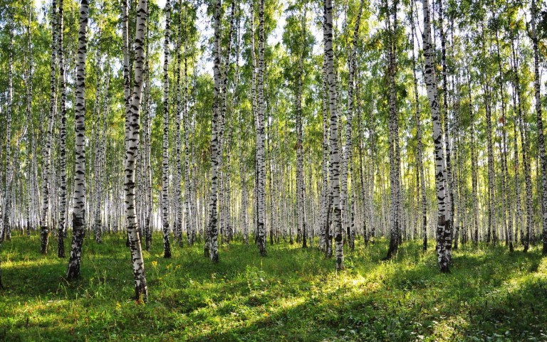 Моя душа живет