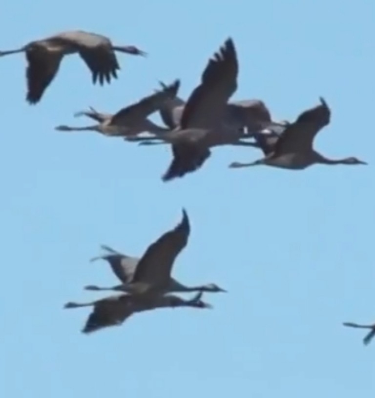 Летят домой журавли