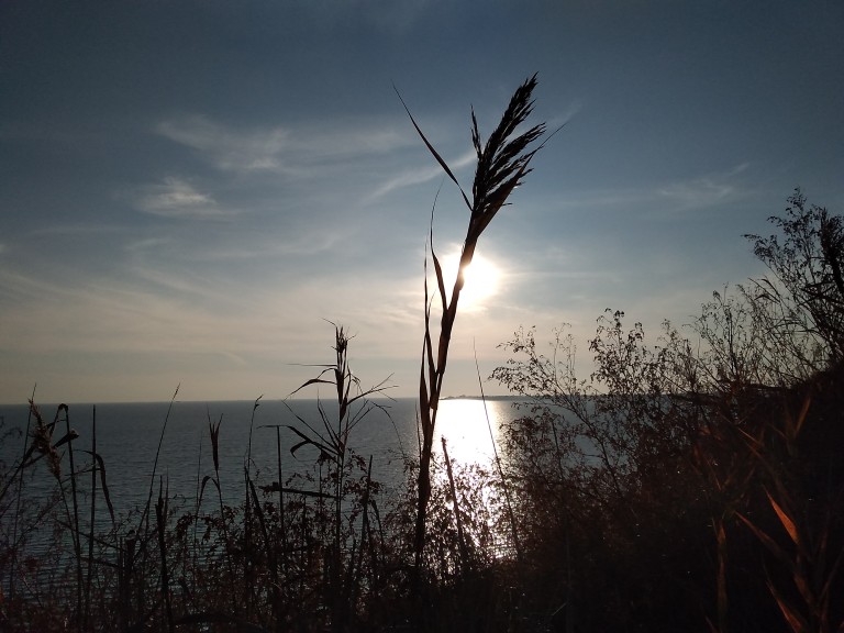 Родной край