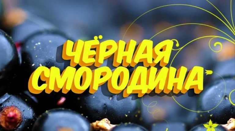 Песня «Чёрная смородина»